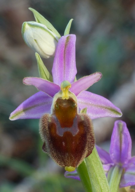 Ophrys crabronifera  Monte Gennaro (Roma) 30 marzo 2017